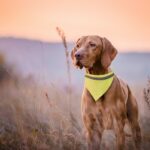 MP2877850 collar bandana amarillo poliester 2